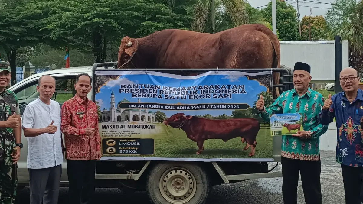 Bupati Sintang Gregorius Herkulanus Bala menyerahkan satu ekor sapi jenis limousine, bantuan hewan kurban dari Presiden RI kepada Masjid Al Mubarokah, Desa Baning Panjang, Kecamatan Kelam Permai, Jumat, (22/5).