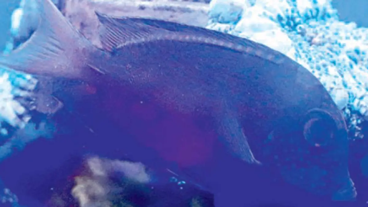 Botana lavender bisa digabung dengan ikan jenis lain dalam satu akuarium. (DOK JAWAPOS)