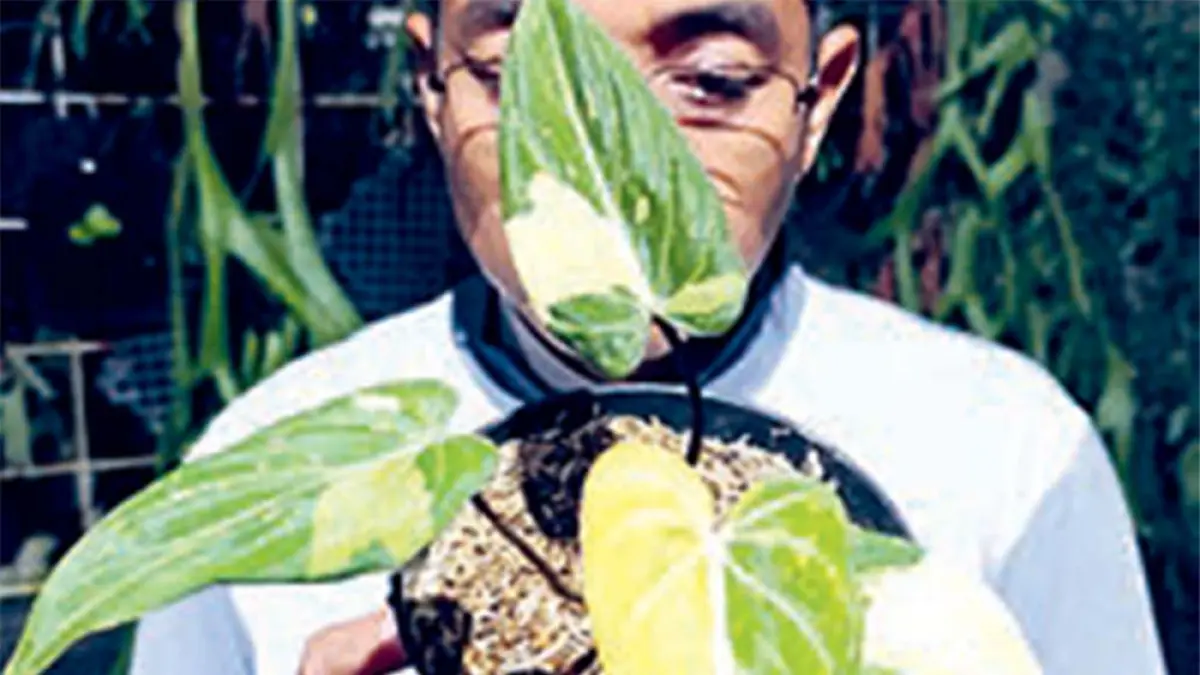 Kelebihan philodendron gloriosum tricolor terletak pada variegata. Warnanya indah, tekstur daunnya juga lebih lembut saat dipegang. (DOK JAWAPOS)