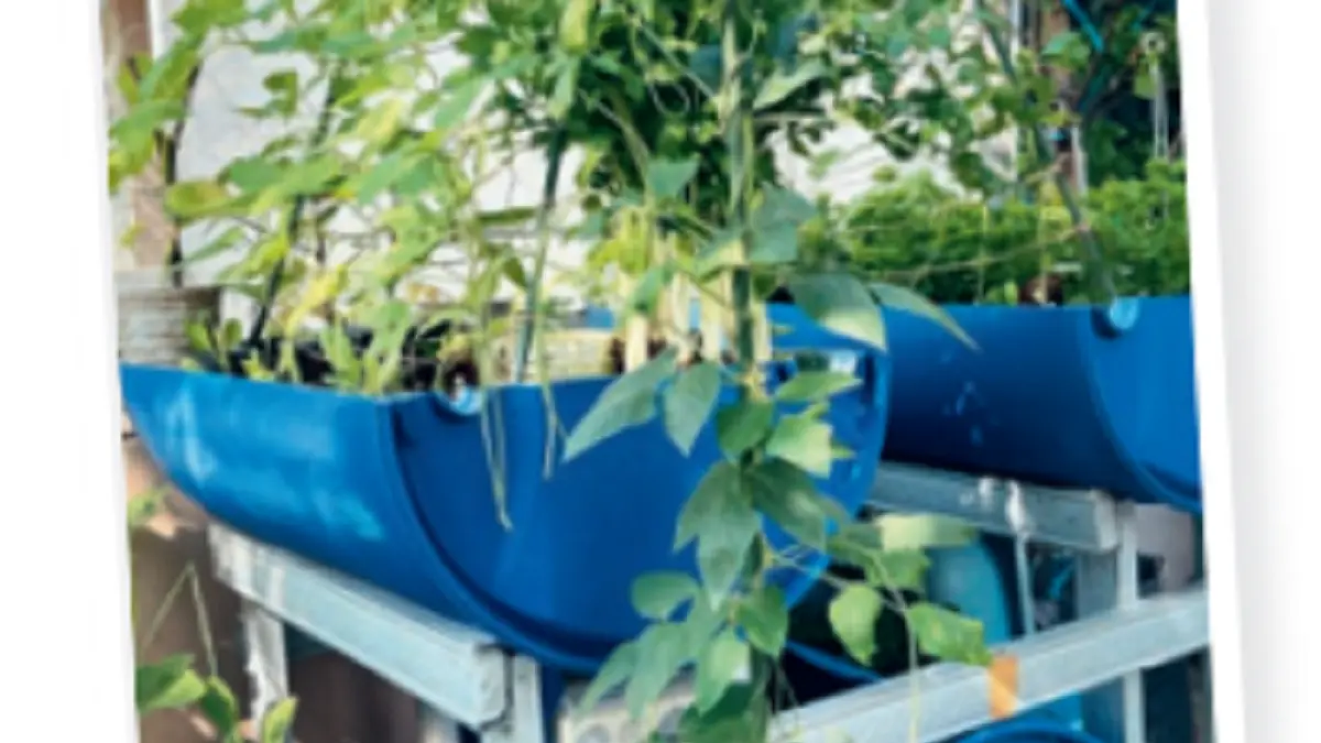 Sistem akuaponik bisa menggunakan tong bekas berukuran 200 liter sebagai kolam ikan dan satu tong yang dibelah dua sebagai grow bed. (DOK JAWAPOS)