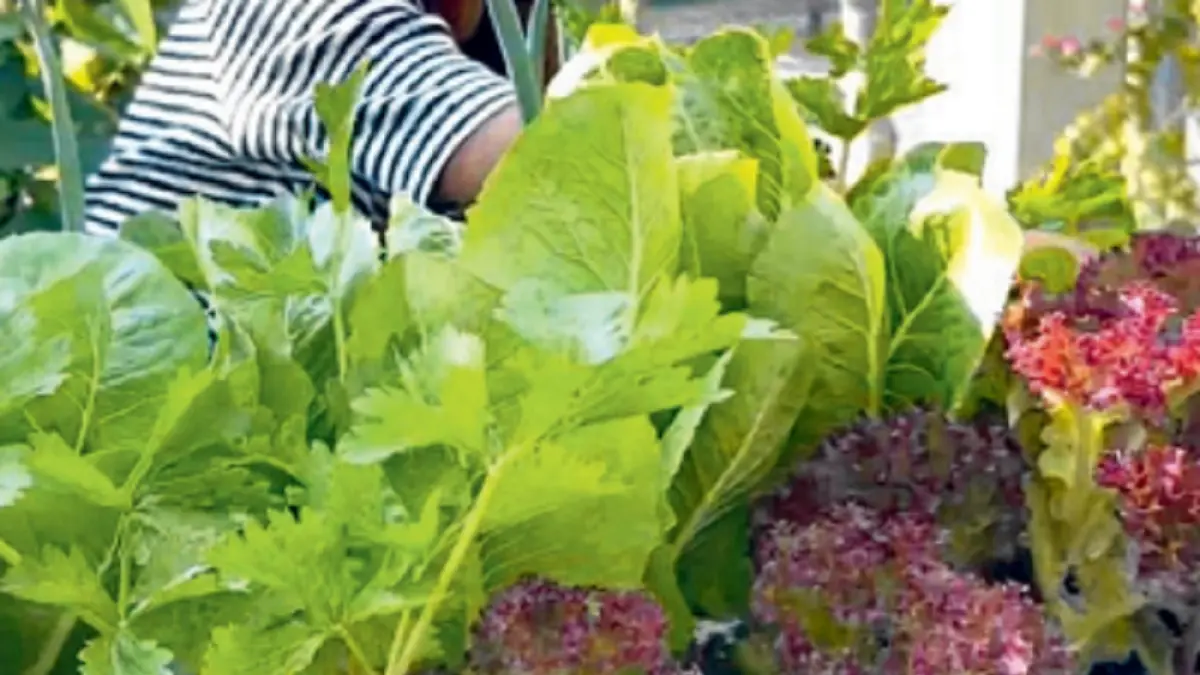 Sistem akuaponik ini baik untuk menanam aneka sayur sekaligus budi daya lele atau nila. (DOK JAWAPOS)
