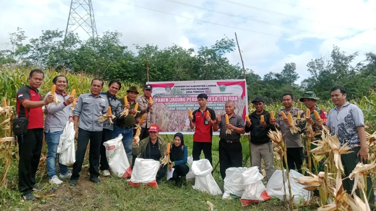 Panen perdana jagung di Desa Tebedak Kecamatan Ngabang Kabupaten Landak berlangsung meriah pada Jumat (22/5). (ISTIMEWA)