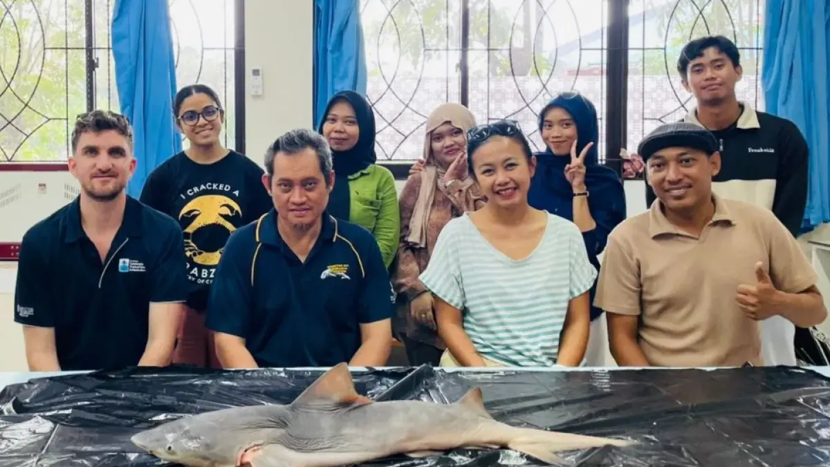 Tim gabungan Universitas Hasanuddin, James Cook University, dan Universitas Borneo Tarakan, menemukan kembali Hiu Gangga di Sungai Sesayap, Kalimantan Utara (Kaltara). ANTARA/HO-Unhas
