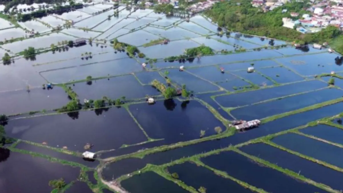 Foto udara tambak ikan dan udang terdampak banjir rob di Kecamatan Medan Marelan, Medan, Sumatera Utara, Senin (18/5/). Puluhan hektare tambak ikan dan udang milik sejumlah warga di daerah tersebut terdampak banjir rob sehingga mengalami gagal panen. (ANTARA FOTO/Yudi Manar/YU)