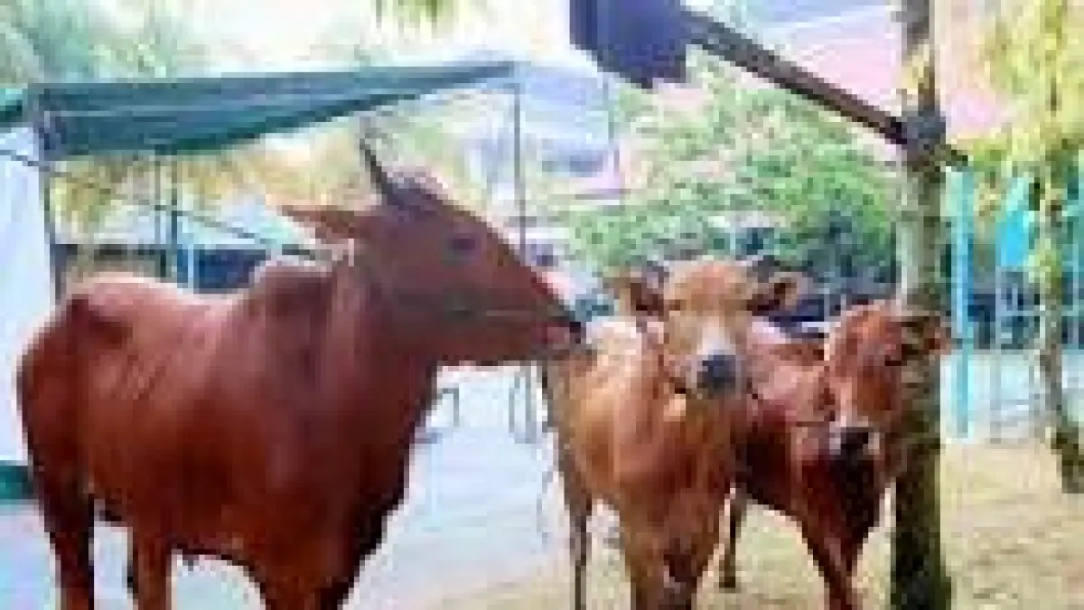 Hewan kurban yang siap disembelih harus dilakukan dengan adab dan tata cara yang baik