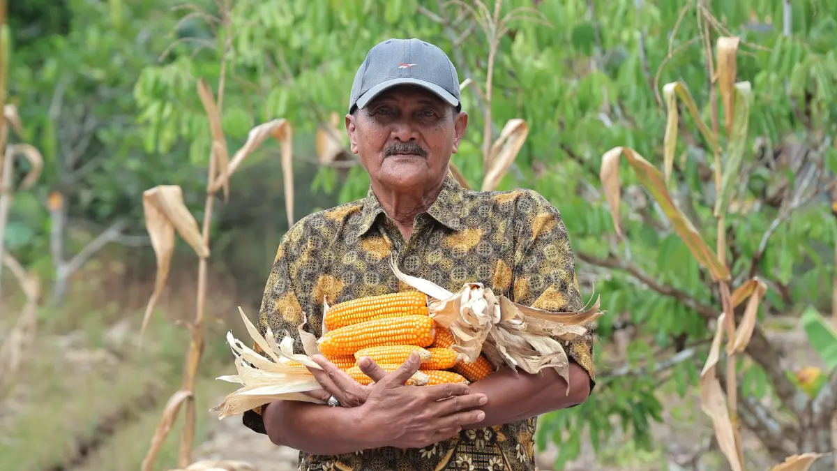 Ketua Kelompok Tani Flora Sumber Lestari, Abdul Hamid menunjukkan hasil panen jagungnya. (ISTIMEWA)