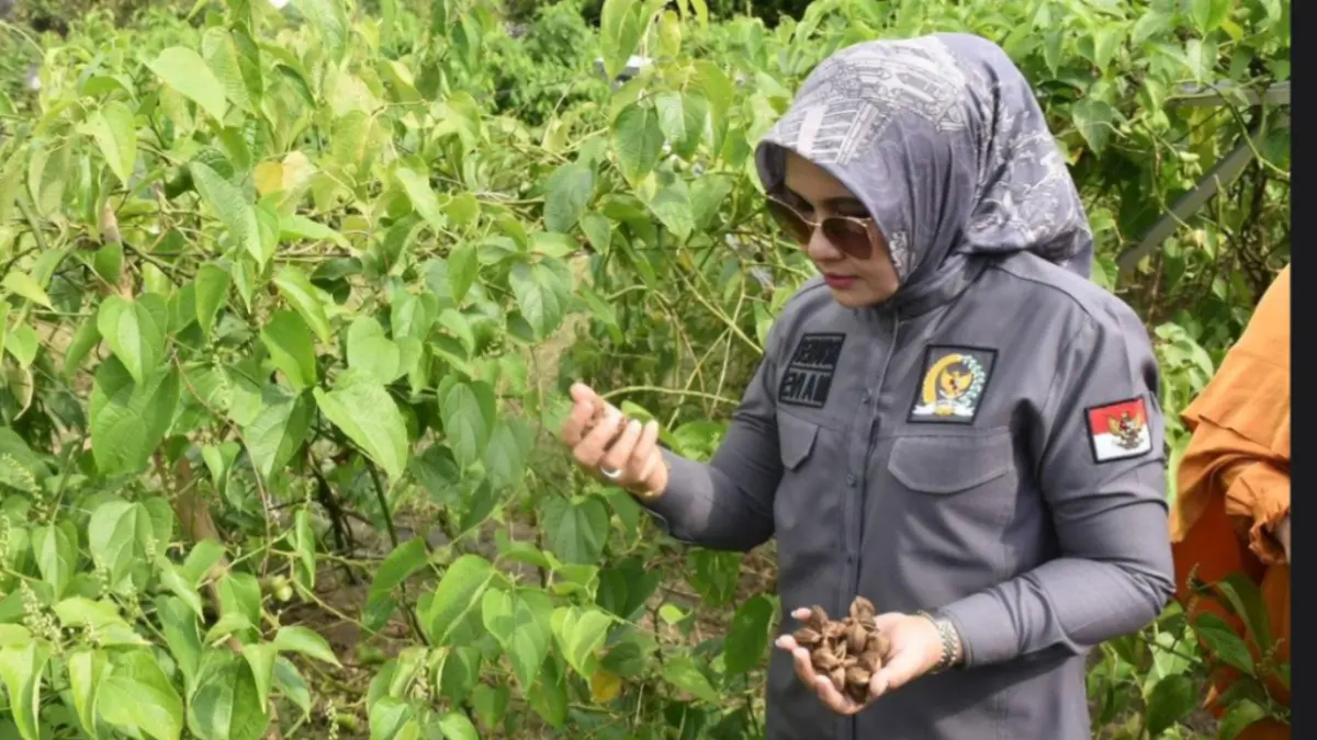 Perkebunan kurma di Lombok Utara mulai dikembangkan dengan sistem tumpang sari kacang sacha inchi bernilai ekonomi tinggi. (Lombok Pos)