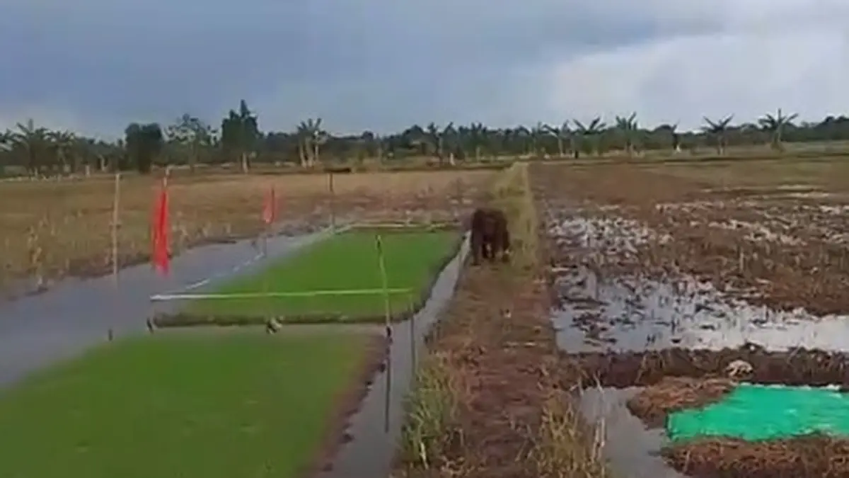 Seekor orang utan tersesat di area sawah warga Desa Podorukun, Kecamatan Seponti, Kabupaten Kayong Utara pada Senin (25/5). (ISTIMEWA)