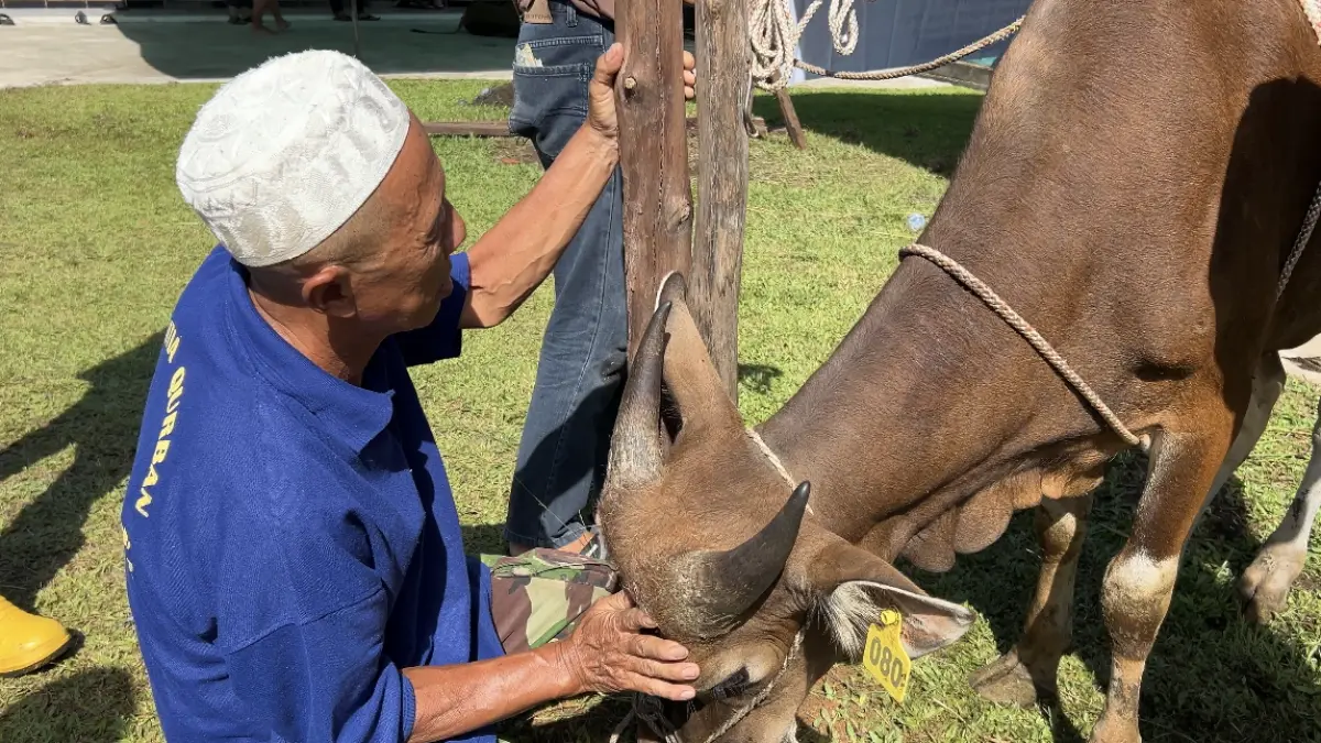 Muslim Haji Bustami saat bersiap melakukan penyembelihan sapi kurban di Pontianak. Tradisi jagal kurban yang telah dijalaninya selama 25 tahun kini mulai diwariskan kepada anak-anak muda. (FOTO" IDIL AQSA AKBARY/PONTIANAK POST)