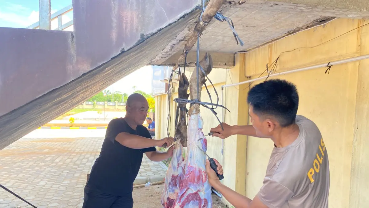 Pelaksanaan penyembelihan hewan kurban Iduladha 1447 H di Polres Kubu Raya yang mencatat lonjakan hingga 100 persen dengan total 18 ekor hewan kurban.