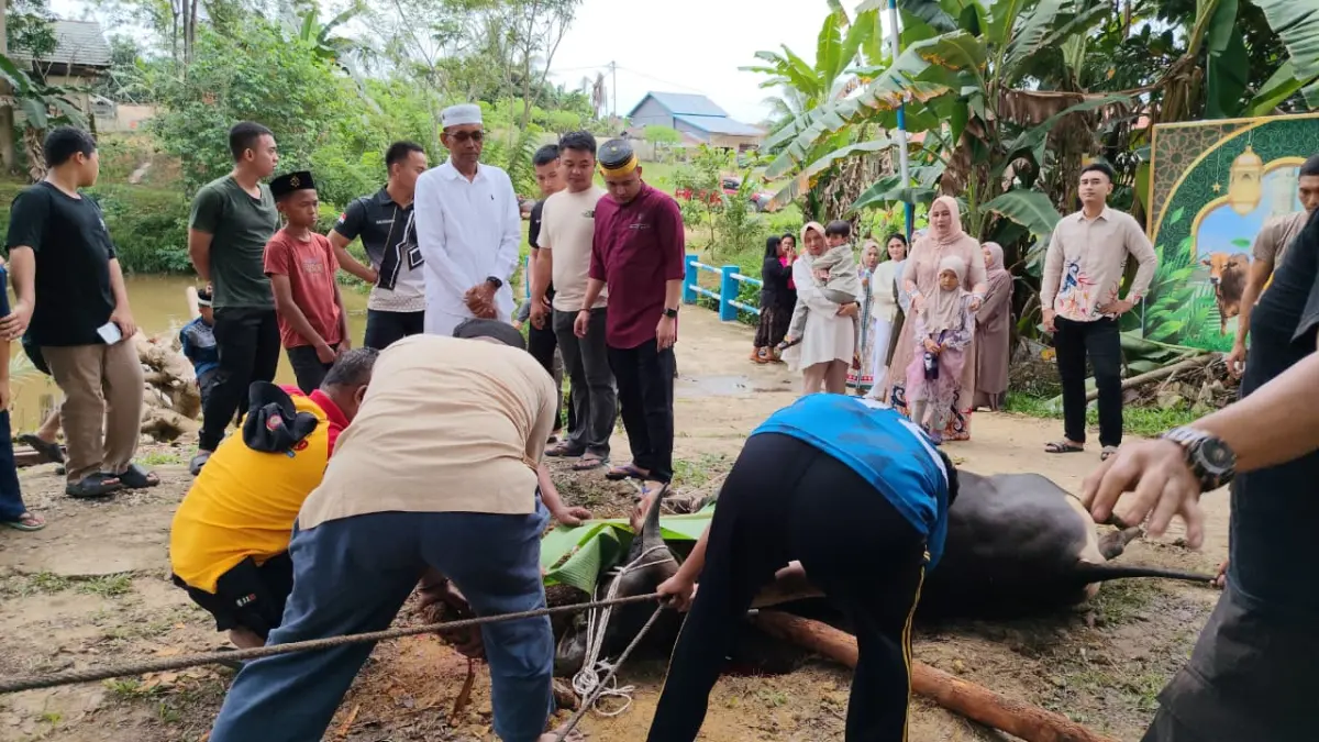 Suasana penyembelihan hewan kurban dari Asosiasi JULEHA Kabupaten Landak usai pelaksanaan salat Iduladha 1447 H di Masjid Nur Aman Polres Landak, Rabu (27/5/2026). Kegiatan ini menjadi wujud kebersamaan dan kepedulian sosial Polri kepada masyarakat.