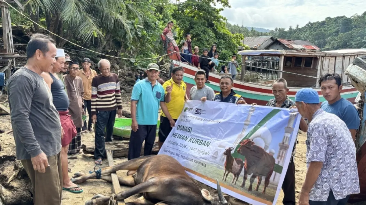 Warga Desa Pelapis, Kecamatan Kepulauan Karimata bersiap menyembelih sapi kurban, Rabu (27/5/2026). Selain ke masyarakat Kepulauan Karimata, PT Dharma Inti Bersama juga menyalurkan bantuan hewan kurban ke Kecamatan Pulau Maya dan Kecamatan Sukadana.
