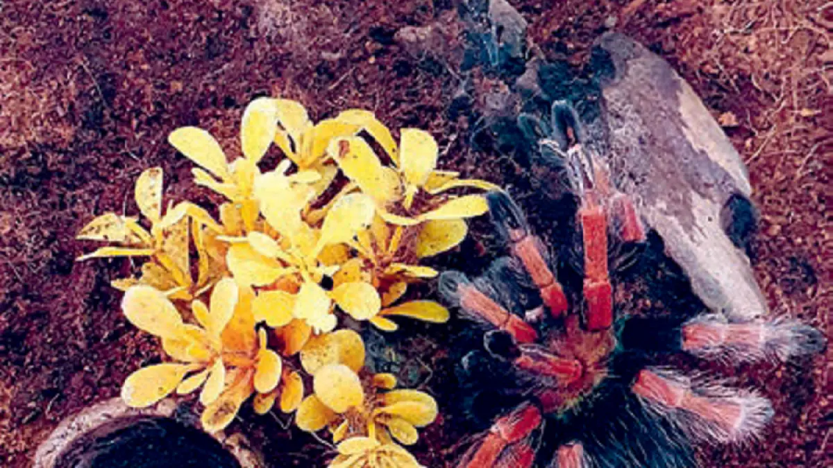 Kelompok tarantula new world dengan warna dari hitam legam, merah menyala, hingga kombinasi garis kontras. (DOK JAWAPOS)