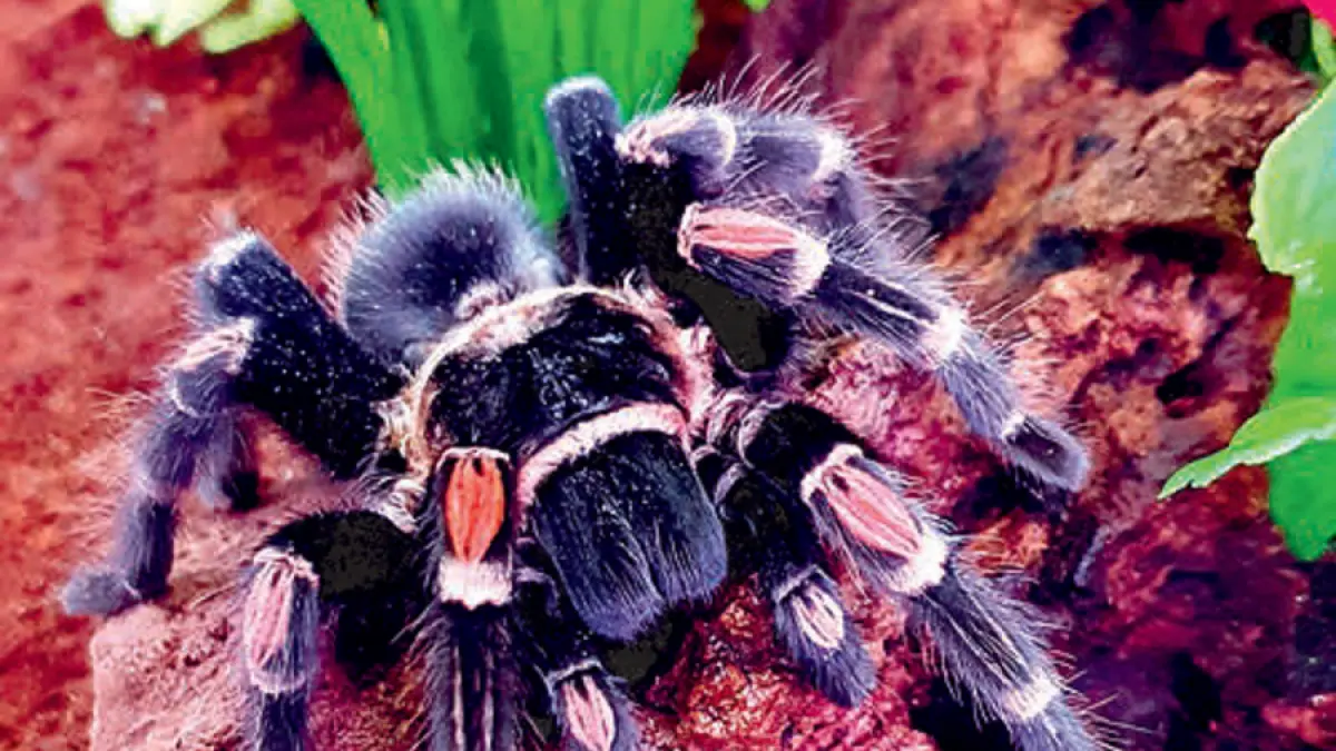 Tarantula kelompok new world dengan warna dari hitam legam, merah menyala, hingga kombinasi garis kontras. (DOK JAWAPOS)