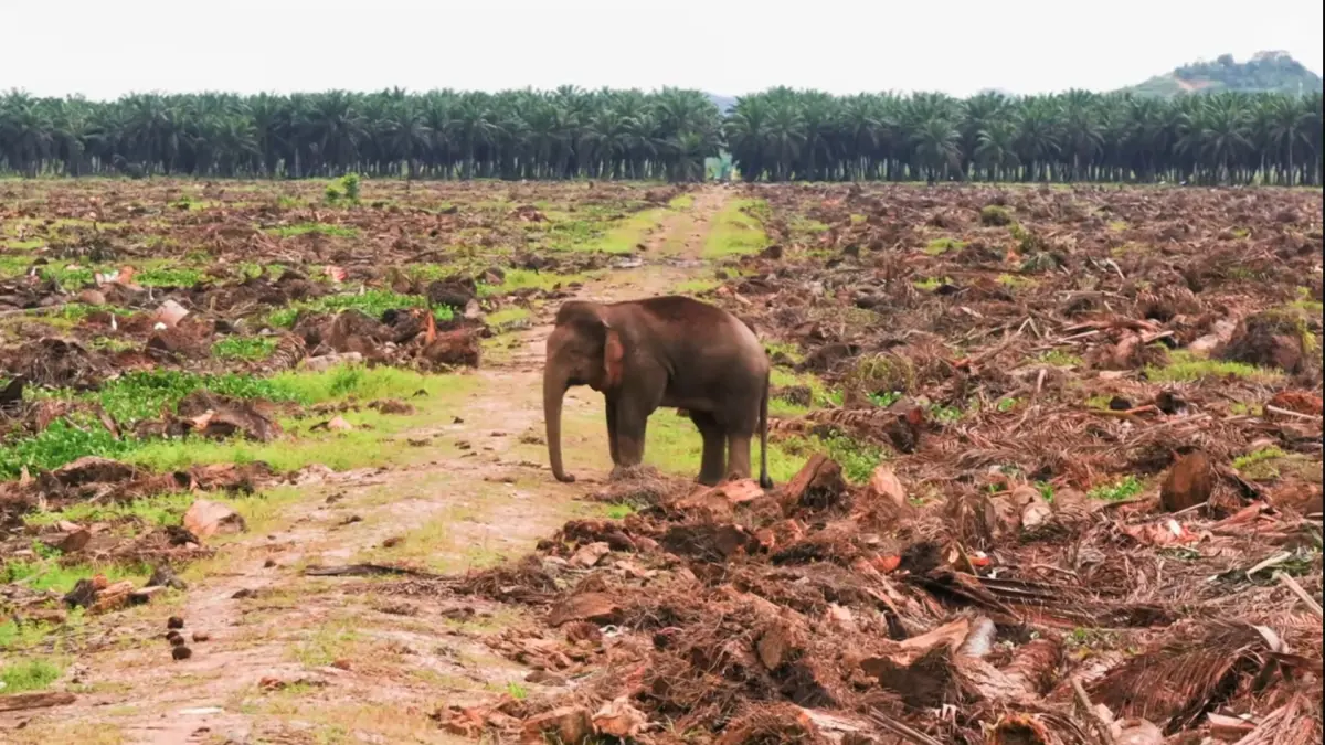 Seekor gajah Borneo berdiri sendirian di tengah hutan yang telah berubah menjadi lahan gundul. Foto karya Aaron Baggenstos ini menjadi pengingat sunyi tentang rumah satwa liar yang perlahan hilang akibat kerusakan hutan di Pulau Borneo. (Sumber tangkapan layar: Video dokumentasi fotografer satwa liar Aaron Baggenstos melalui kanal YouTube pribadinya berjudul "Borneo Pygmy Elephant | The Fight For Survival")
