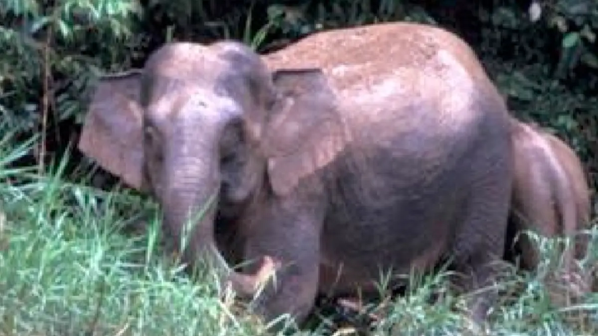 Gajah Borneo atau Elephas maximus borneensis. (FOTO: WWF Indonesia)