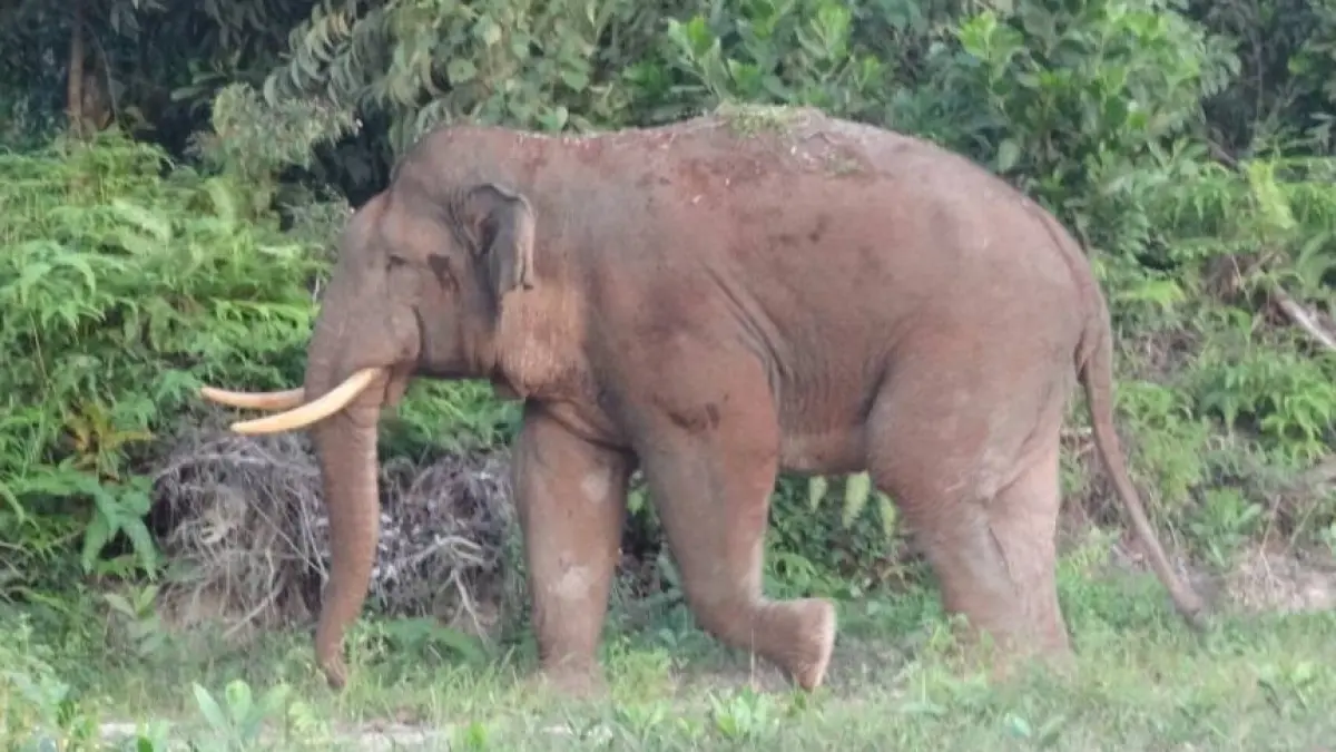 Penampakan Gajah Kalimantan atau Gajah Borneo di Nunukan, Kalimantan Utara. (Foto WWF Indonesia - wwf.id)