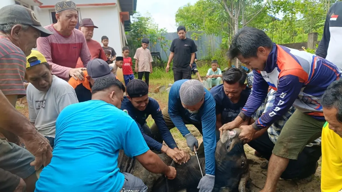 Penyembelihan hewan kurban di momen Idul Adha yang dilakukan masyarakat Kelurahan Kedamin Hilir Kecamatan Putussibau Utara. (ISTIMEWA)