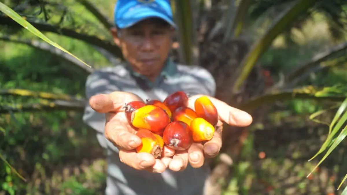 Seorang petani sawit mandiri di Dusun Nanga Kebebu, Desa Nanga Kebebu, Kecamatan Nanga Pinoh, Kabupaten Melawi menunjukkan hasil panen buah sawit miliknya.  (DOK. PONTIANAK POST)