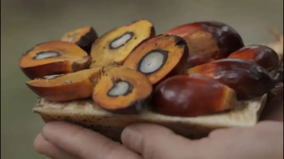 Buah kelapa sawit sebelum diolah menjadi minyak sawit mentah (crude palm oil/CPO). (ANTARA/HO-Kementan)