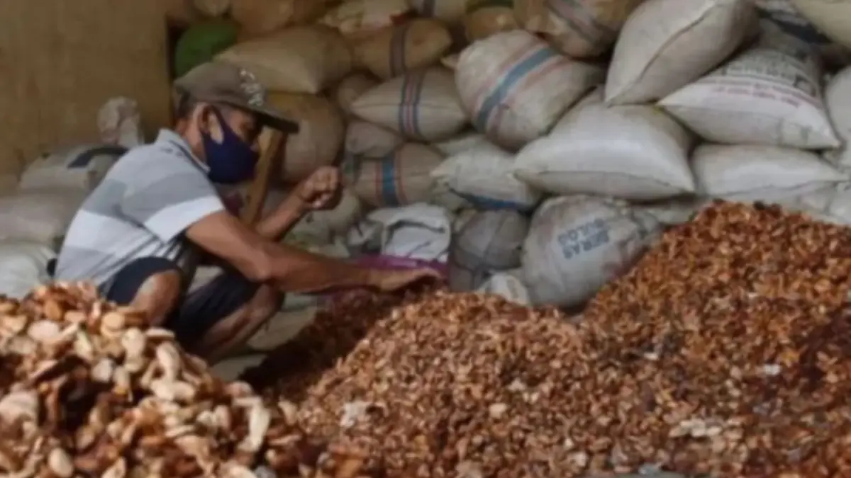 Petani memilah biji kakao di Kare, Kabupaten Madiun, Jawa Timur, Rabu (23/9/2020). (ANTARA/Siswowidodo)