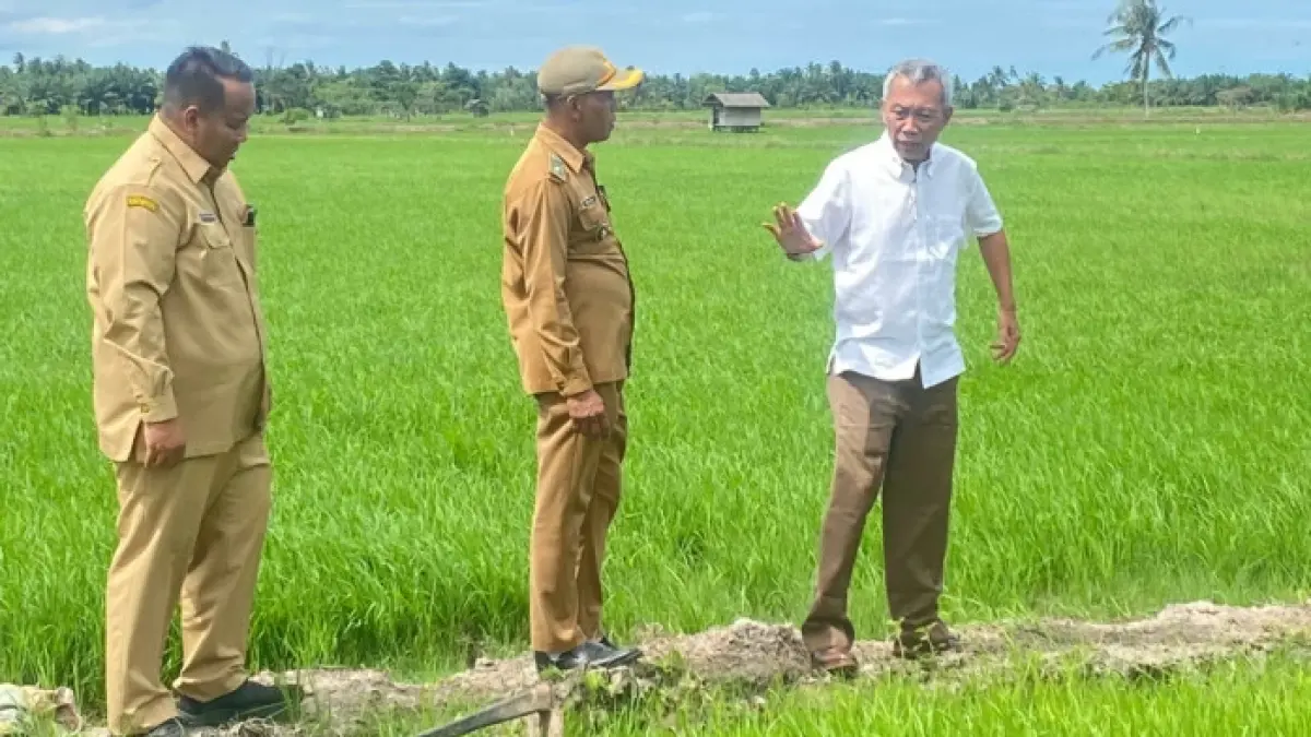 Uji coba padi Gamagora 7 di Penajam Paser Utara, Kalimantan Timur, untuk menguji produktivitas dan ketahanannya pada lahan basah serta tadah hujan. (Dok.UGM)