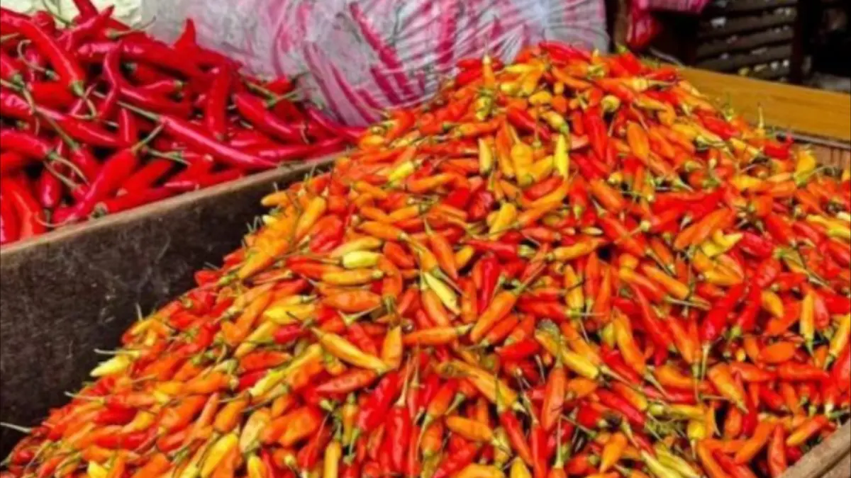 Arsip foto - Komoditas cabai rawit merah dan cabai merah keriting yang dijual pedagang di Pasar Senen, Jakarta. (ANTARA/Harianto.)