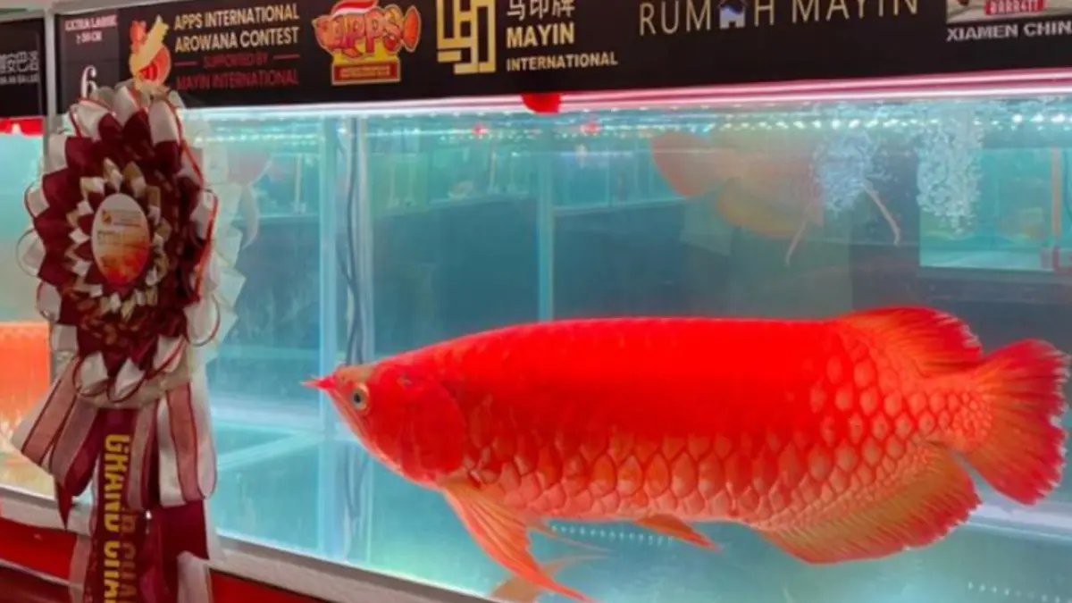 Ikan arwana dalam ajang Asosiasi Penangkar dan Pedagang Siluk Indonesia (APPS) International Arowana Contest 2026 di Pontianak Convention Centre, Kalimantan Barat. (ANTARA/HO-KKP)