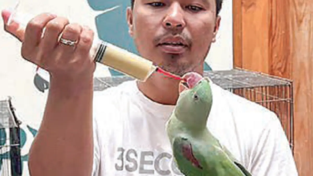 Penghobi parrot sebaiknya  tidak memberikan susu karena bisa menimbulkan gangguan kesehatan. (DOK JAWAPOS)