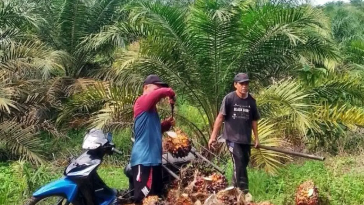Petani saat panen sawit di kebun swadaya di Nagari Koto Beringin, Kabupaten Dharmasraya, Minggu (31/5). (Antara/Ilka Jensen)