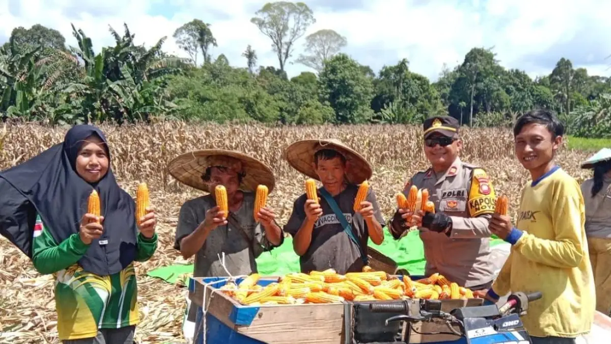 PANEN HARAPAN: Petani bersama jajaran Polsek Noyan memanen jagung hibrida di Dusun Tukun, Desa Sungai Dangin, Kecamatan Noyan, Kabupaten Sanggau. Dari lahan seluas satu hektare, produktivitas mencapai 11,2 ton per hektare, menjadi bukti potensi besar pertanian di wilayah perbatasan. (IST)