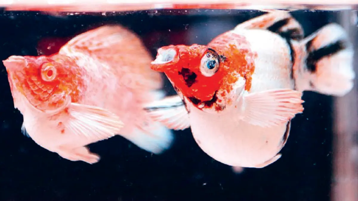 Ikan molly (DOK JAWAPOS)