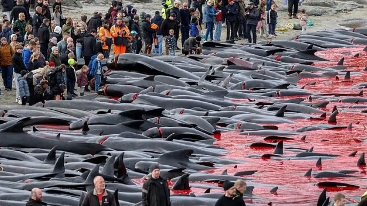 Tradisi pembantaian paus pilot di Kepulauan Faroe. (CPWF UK)