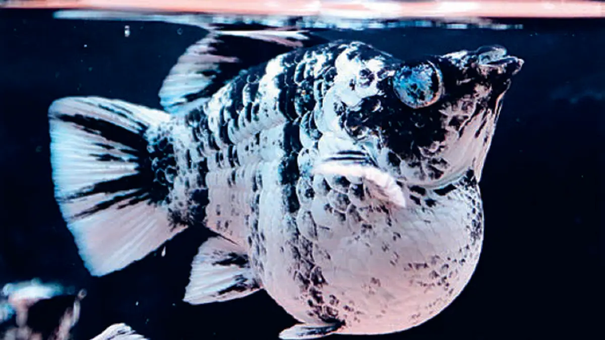 Visual yang menawan dan corak tegas membuat ikan molly jenis zebra banyak dicari. (DOK JAWAPOS)
