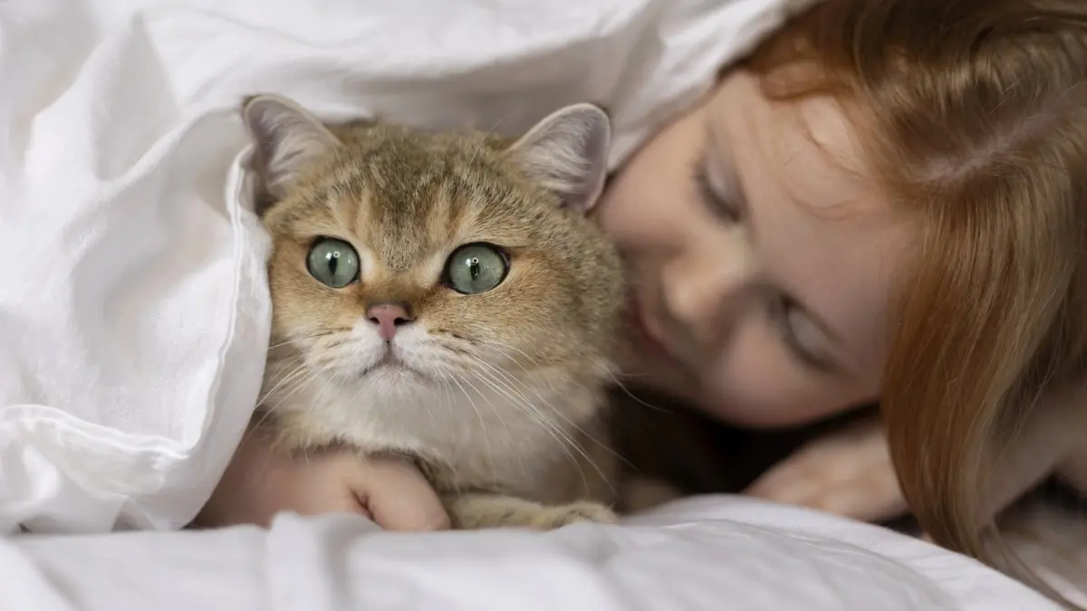 Ilustrasi kucing kesayangan di kasur. (MAGNIFIC)