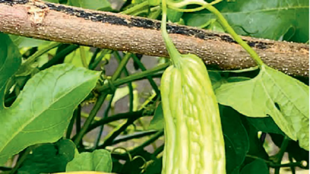 Membungkus pare dengan daun pisang membantu mengurangi dampak cuaca panas yang membuat buah tumbuh tidak sempurna. (DOK JAWAPOS)