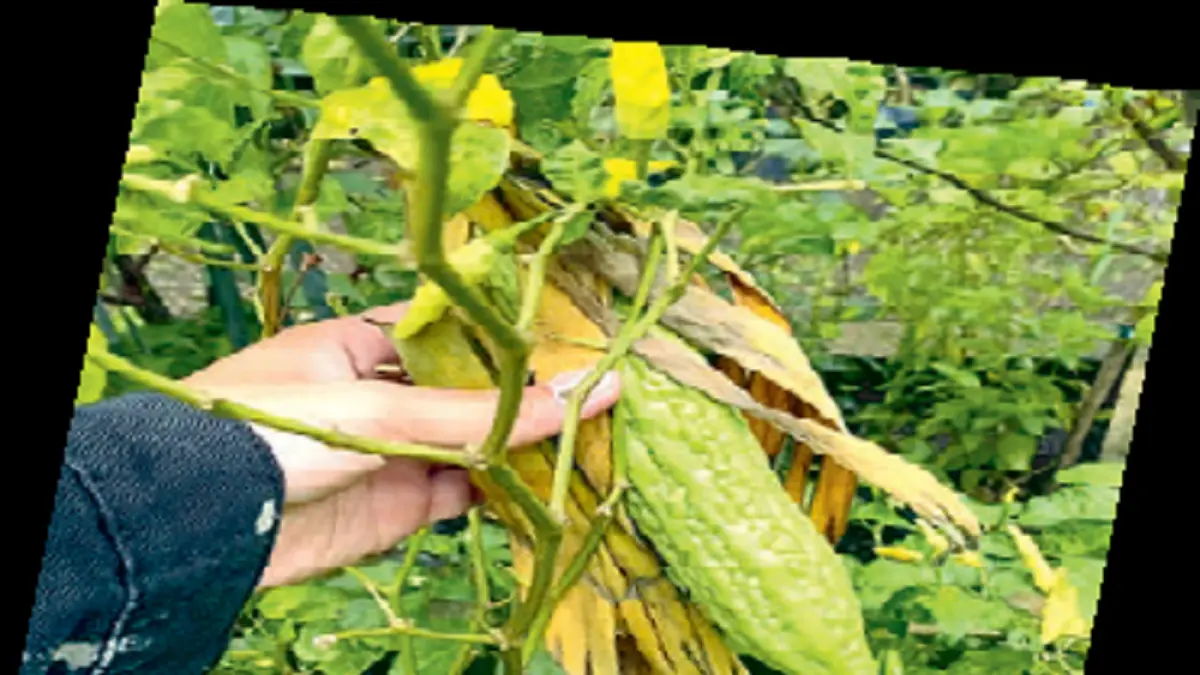 Membungkus pare dengan daun pisang membantu mengurangi dampak cuaca panas yang membuat buah tumbuh tidak sempurna. (DOK JAWAPOS)