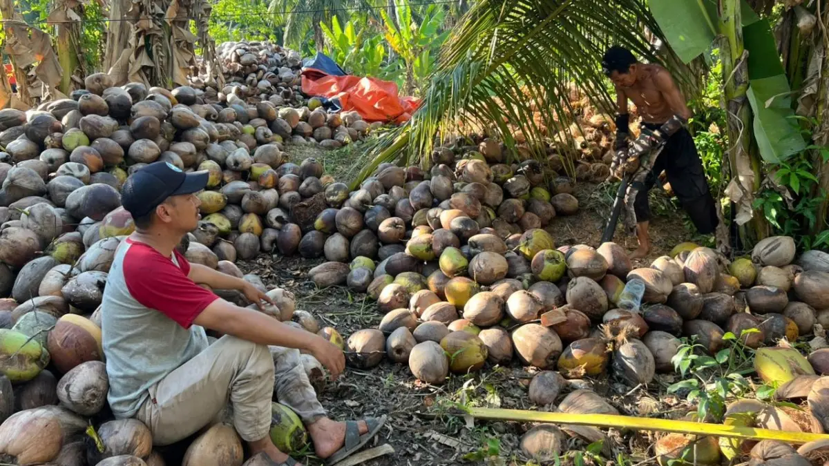 Harga kelapa yang selama ini menjadi komoditas unggulan petani Sungai Kupah turun drastis. Pemda diminta turun tangan.