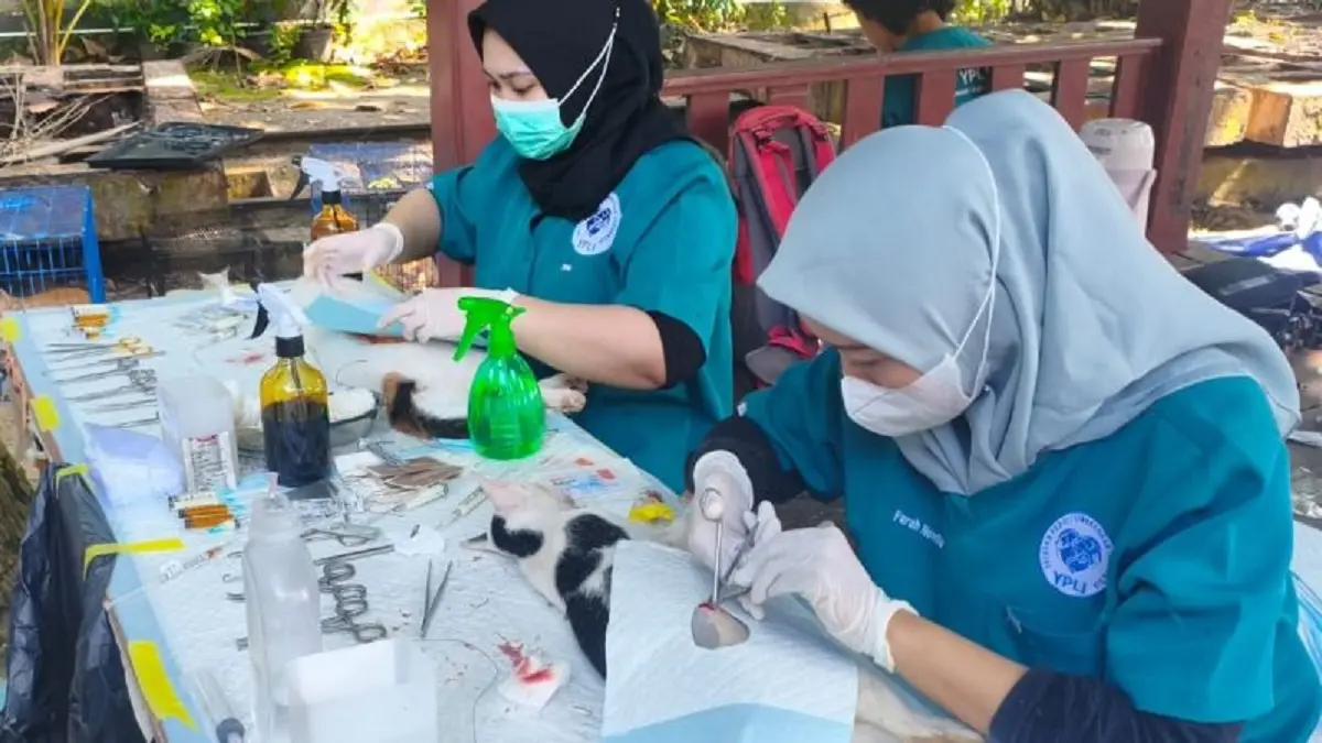 Petugas Suku Dinas Ketahanan Pangan, Kelautan dan Pertanian (KPKP) Kabupaten Kepulauan Seribu melakukan sterilisasi terhadap kucing pada Mei 2026. (ANTARA/HO-Dokumentasi Pribadi)