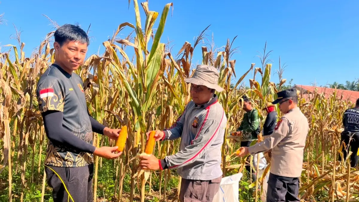 Polsek Sekayam melaksanakan Panen Jagung Hibrida Kuartal I Tahun 2026 di lahan demplot milik Polsek Sekayam di Dusun Lomur II, Kecamatan Sekayam, Sabtu (6/6). (Humas Polres)