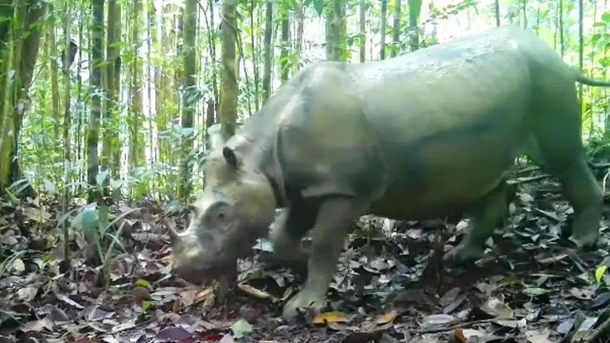 BERJUANG BERTAHAN: Pari Mahulu berjalan di habitat alaminya di Mahakam Ulu. Badak betina ini menjadi satu-satunya badak Kalimantan yang masih hidup liar di alam, sementara populasi subspesiesnya kini hanya tersisa dua ekor. (ANTARA/HO-BKSDA Kaltim)