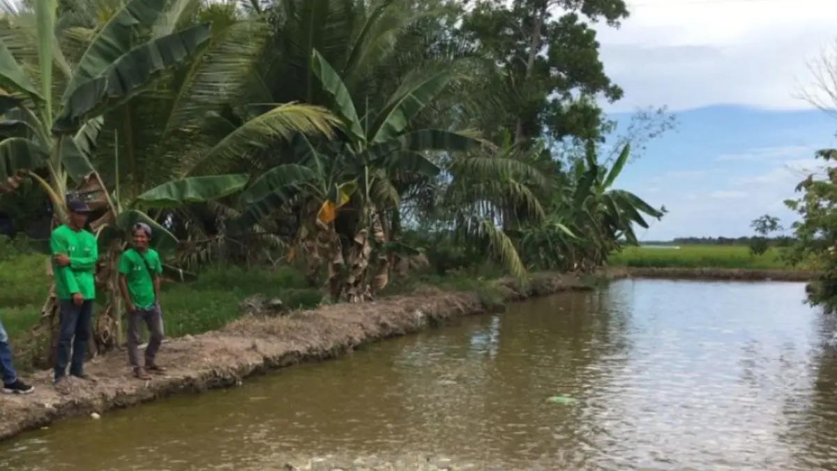 Lahan tambak di salah satu wilayah di Kabupaten Penajam Paser Utara, Provinsi Kalimantan Timur (ANTARA/Nyaman Bagus Purwaniawan)