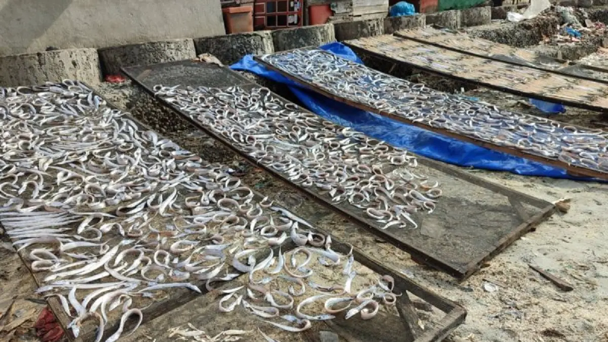 Aktivitas nelayan saat menjemur ikan di kawasan Pantai Malabero Kota Bengkulu, Kamis (11/6). (ANTARA/Anggi Mayasari)
