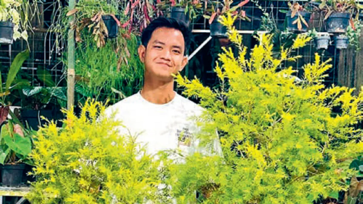 Golden tea tree perlu rutin disiram dan mendapatkan sinar matahari penuh. (DOK JAWAPOS)