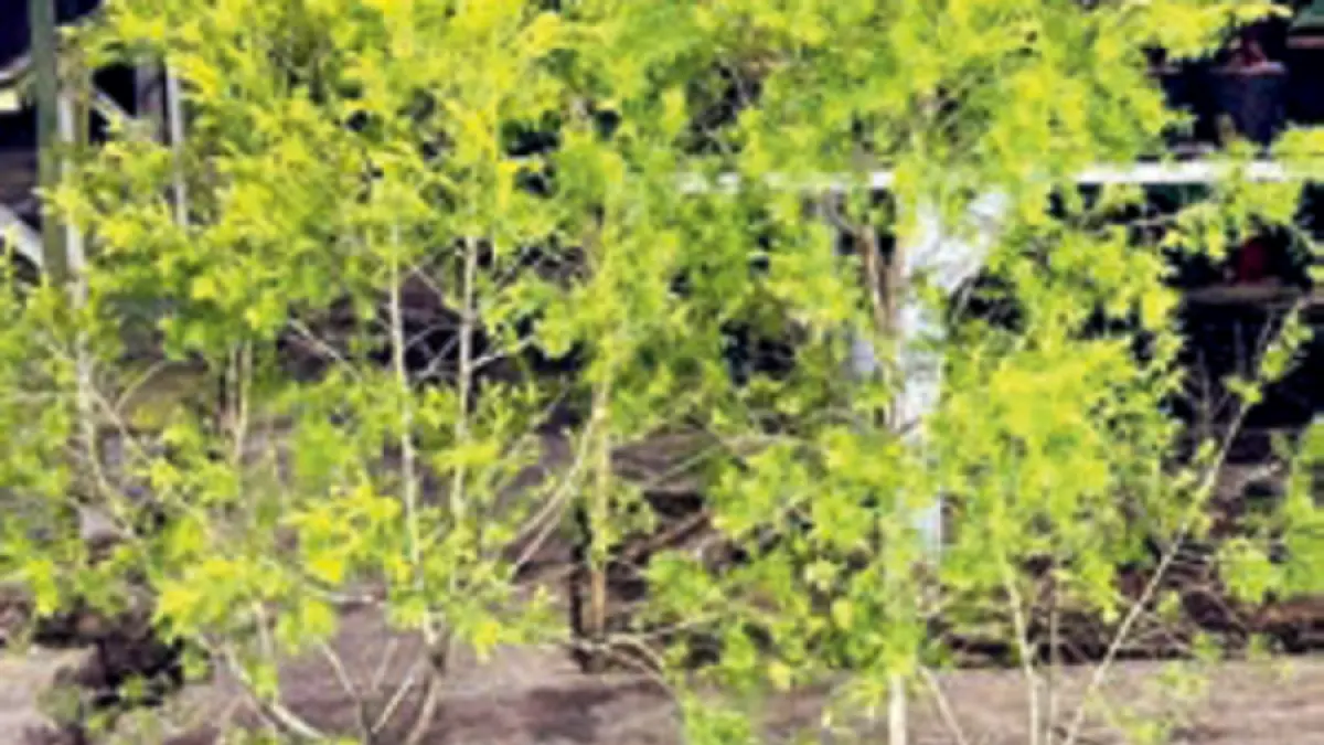 Karakter Golden Tea Tree adalah daunnya yang kecil berwarna kuning dan berbau harum jika diremas. (DOK JAWAPOS)