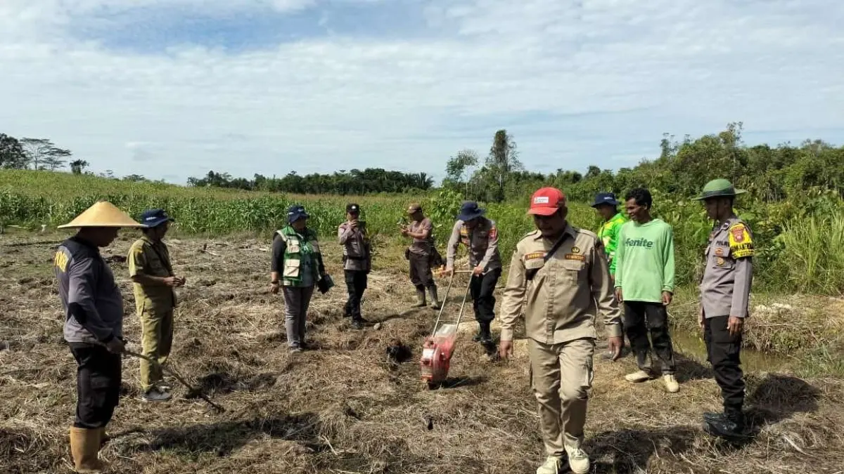  Penanaman jagung hibrida di Desa Thang Raya, Kecamatan Beduai, Selasa (9/6)