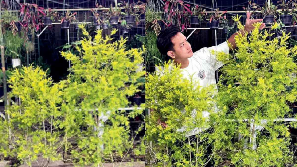 Pertumbuhan golden tea tree bisa seperti pohon. Tanaman ini dapat dimanfaatkan sebagai pagar hidup karena mudah dibentuk melalui pemangkasan. (DOK JAWAPOS)
