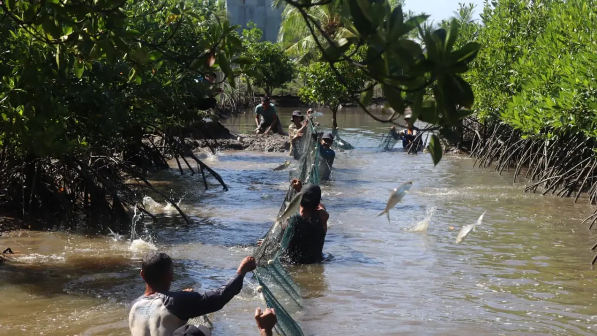 Nelayan Desa Kuala Satong memanen ikan bandeng hasil budidaya silvofishery di kawasan mangrove. Program yang didukung PLN melalui TJSL ini menjadi wujud sinergi antara pemberdayaan ekonomi masyarakat dan upaya pelestarian lingkungan pesisir secara berkelanjutan.