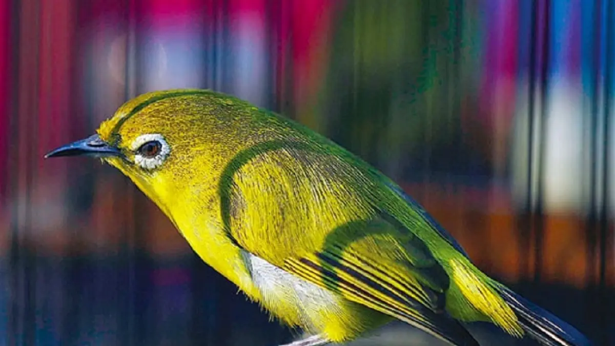 Burung pleci (DOK JAWAPOS)