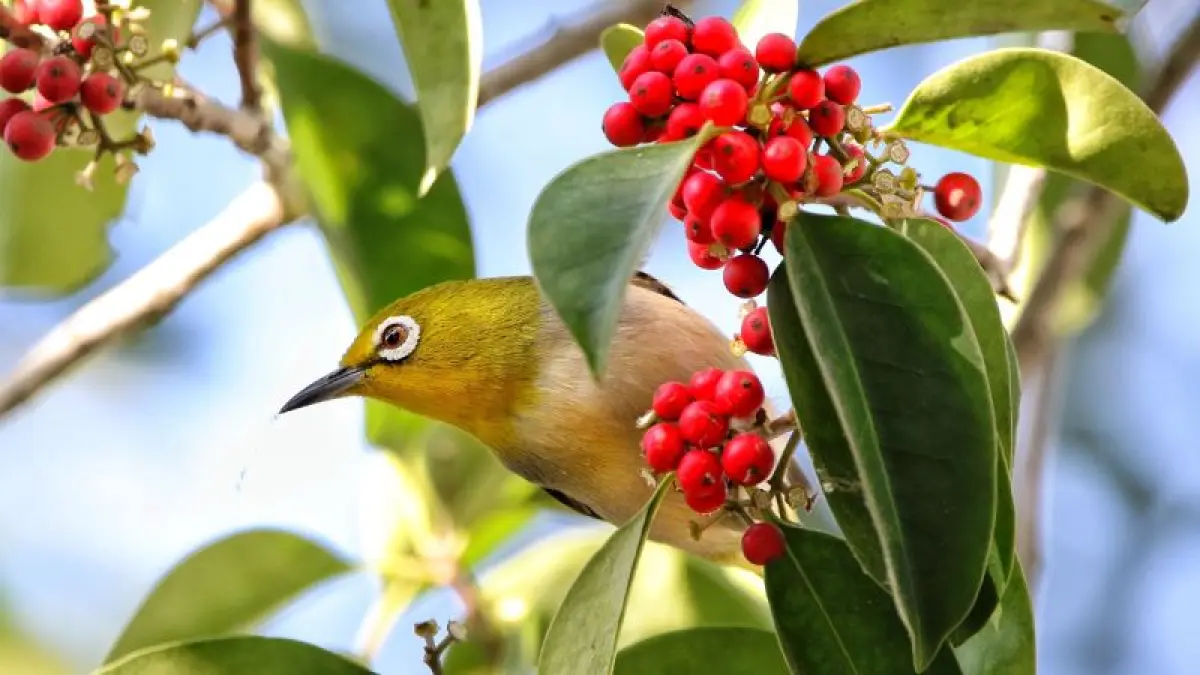 Burung pleci (DOK JAWAPOS)